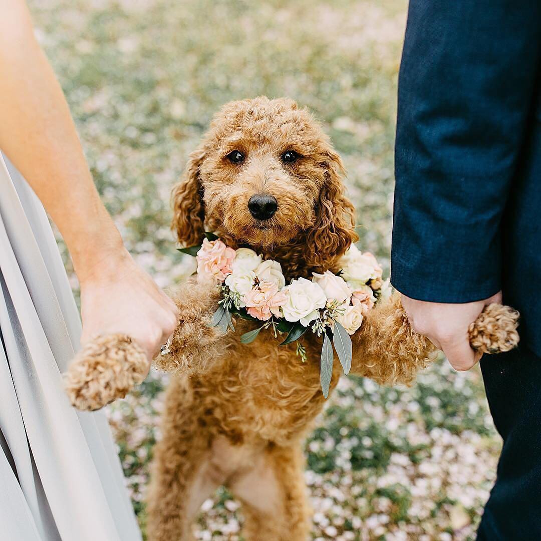 WARNING: These ridiculously cute pictures of dogs in weddings will make your day much better. One word: a-dog-able! // mysweetengagement.com
