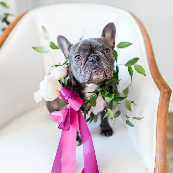 WARNING: These ridiculously cute pictures of dogs in weddings will make your day much better. How a-dog-able is this little baby? // mysweetengagement.com