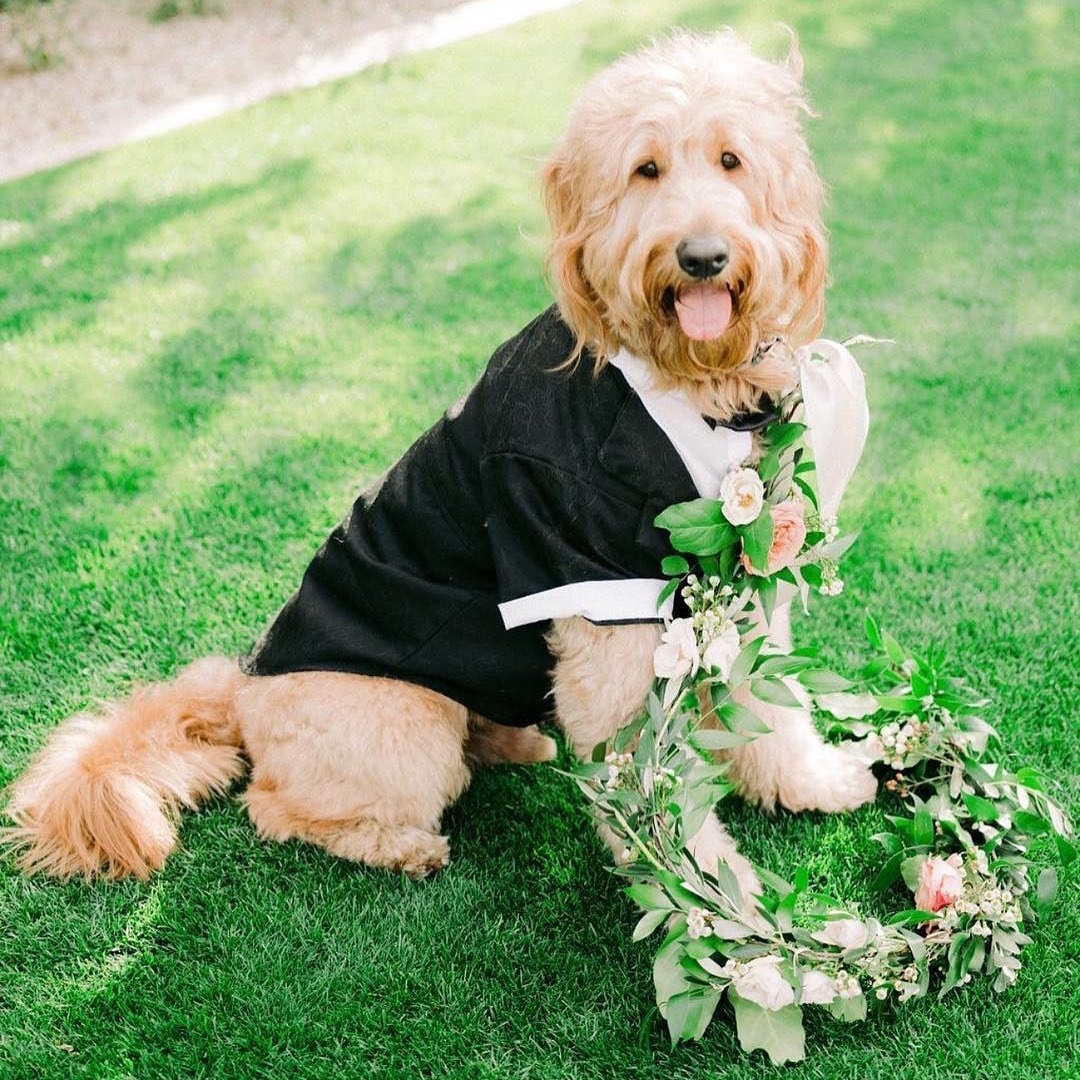 WARNING: These ridiculously cute pictures of dogs in weddings will make your day much better. // Dress up your dog on a tuxedo. // mysweetengagement.com