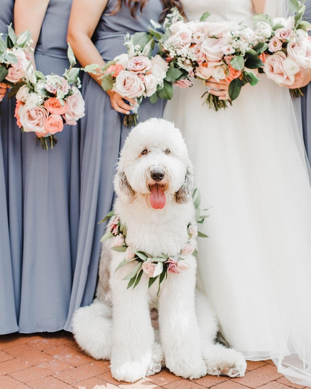 WARNING: These ridiculously cute pictures of dogs in weddings will make your day much better. // mysweetengagement.com