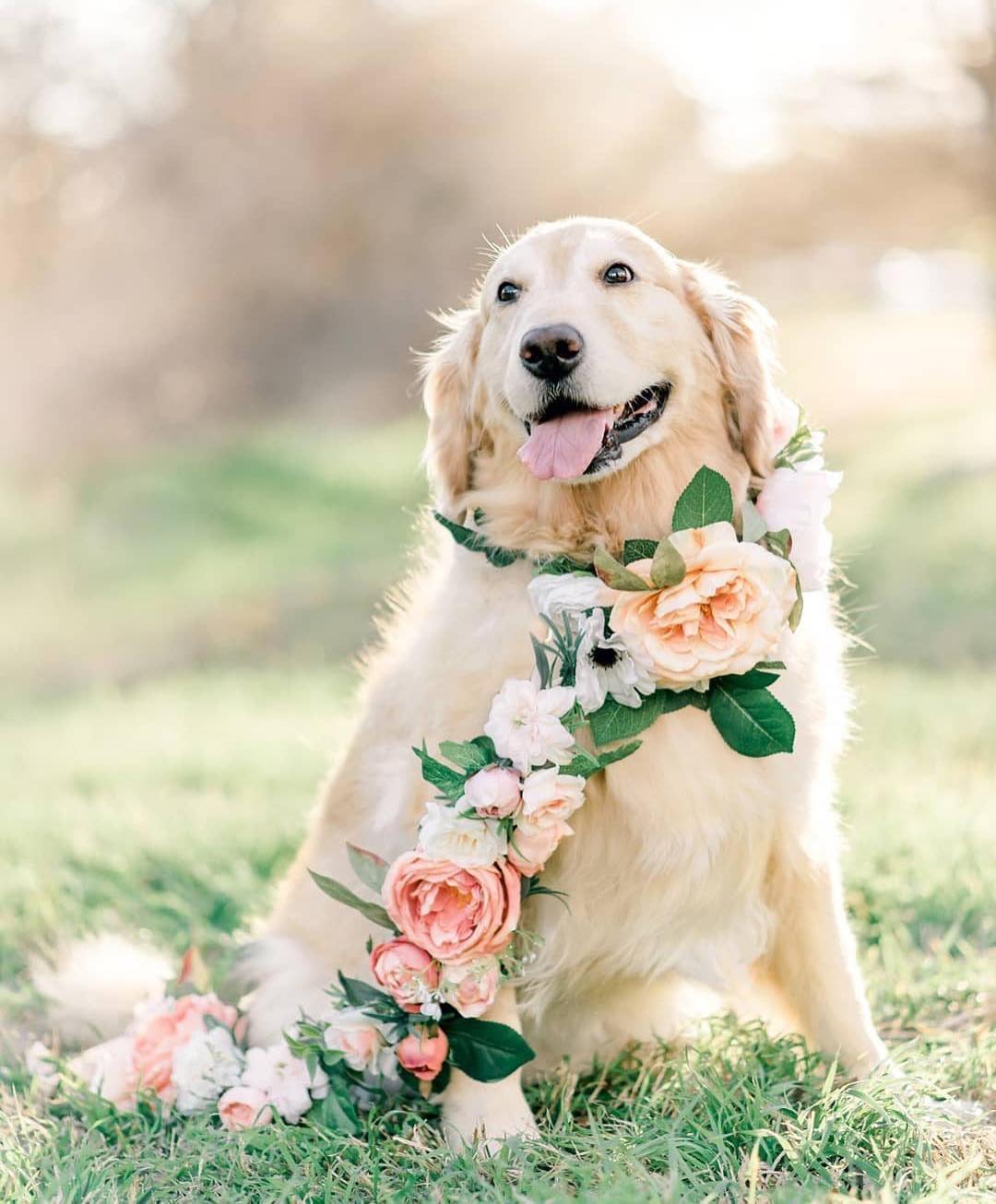 WARNING: These ridiculously cute pictures of dogs in weddings will make your day much better. // Loving how this labrador is dressed up with a floral collar. // mysweetengagement.com