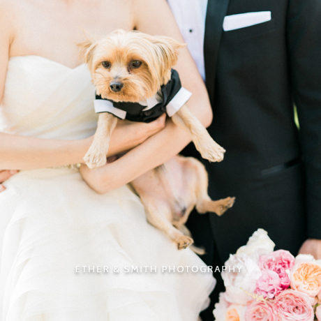 Gallery page with the most adorable photos of pets at wedding. Get inspired on how to incorporate animals on your wedding day. // My Sweet Engagement // mysweetengagement.com/galleries/pets